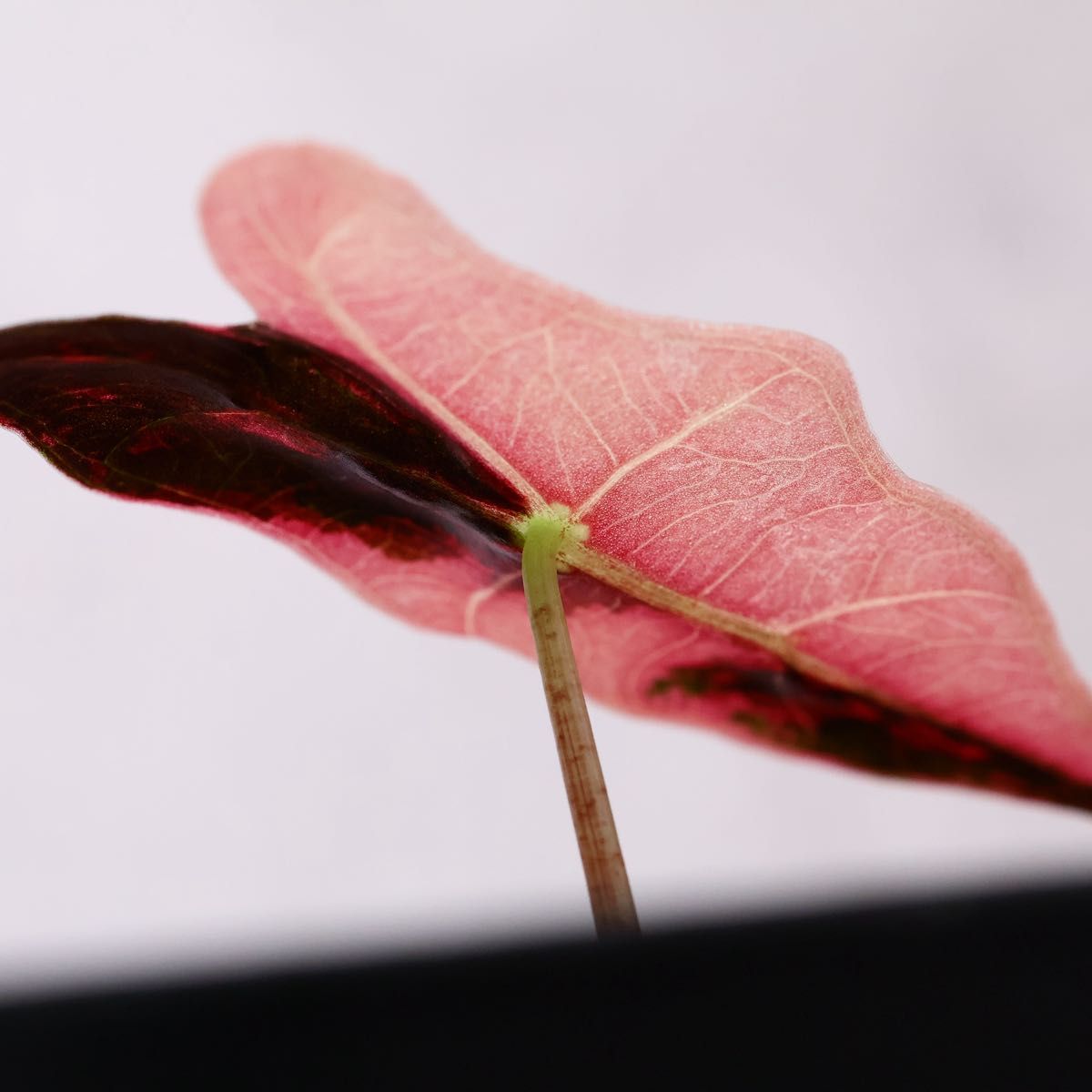 専用【美斑】 アロカシア ノビリス 斑入り ピンク 最終価格【芋から