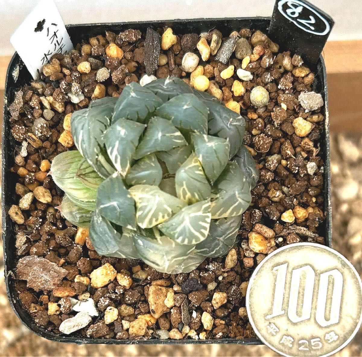 極上班多肉植物 ハオルチア オブツーサ錦 水中月錦 抜き苗82｜Yahoo