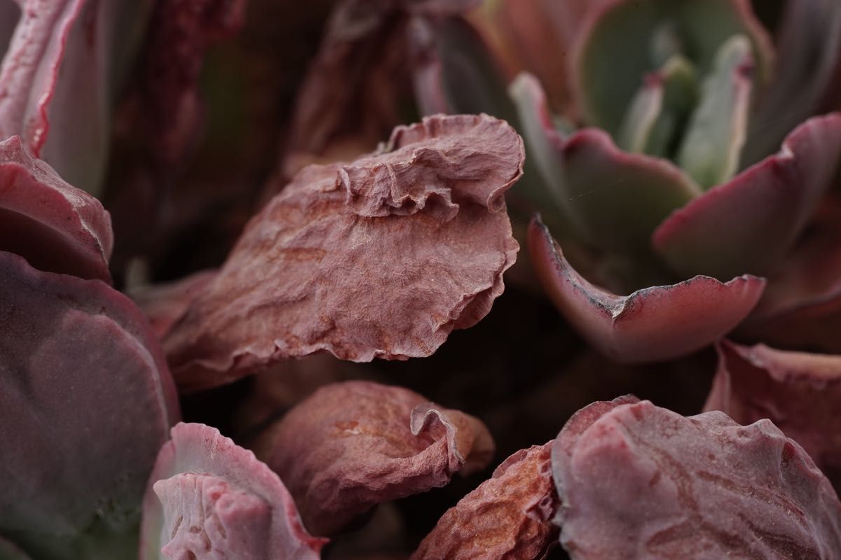 作例付き ELICAR V-HQ MACRO 55mm F2 8 管mpr｜Yahoo!フリマ（旧PayPay