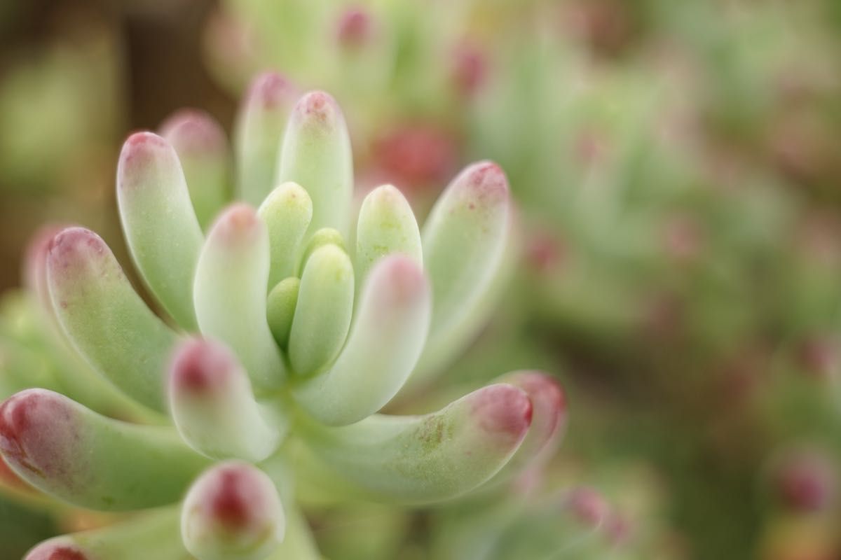 作例付き ELICAR V-HQ MACRO 55mm F2 8 管mpr｜Yahoo!フリマ（旧PayPay