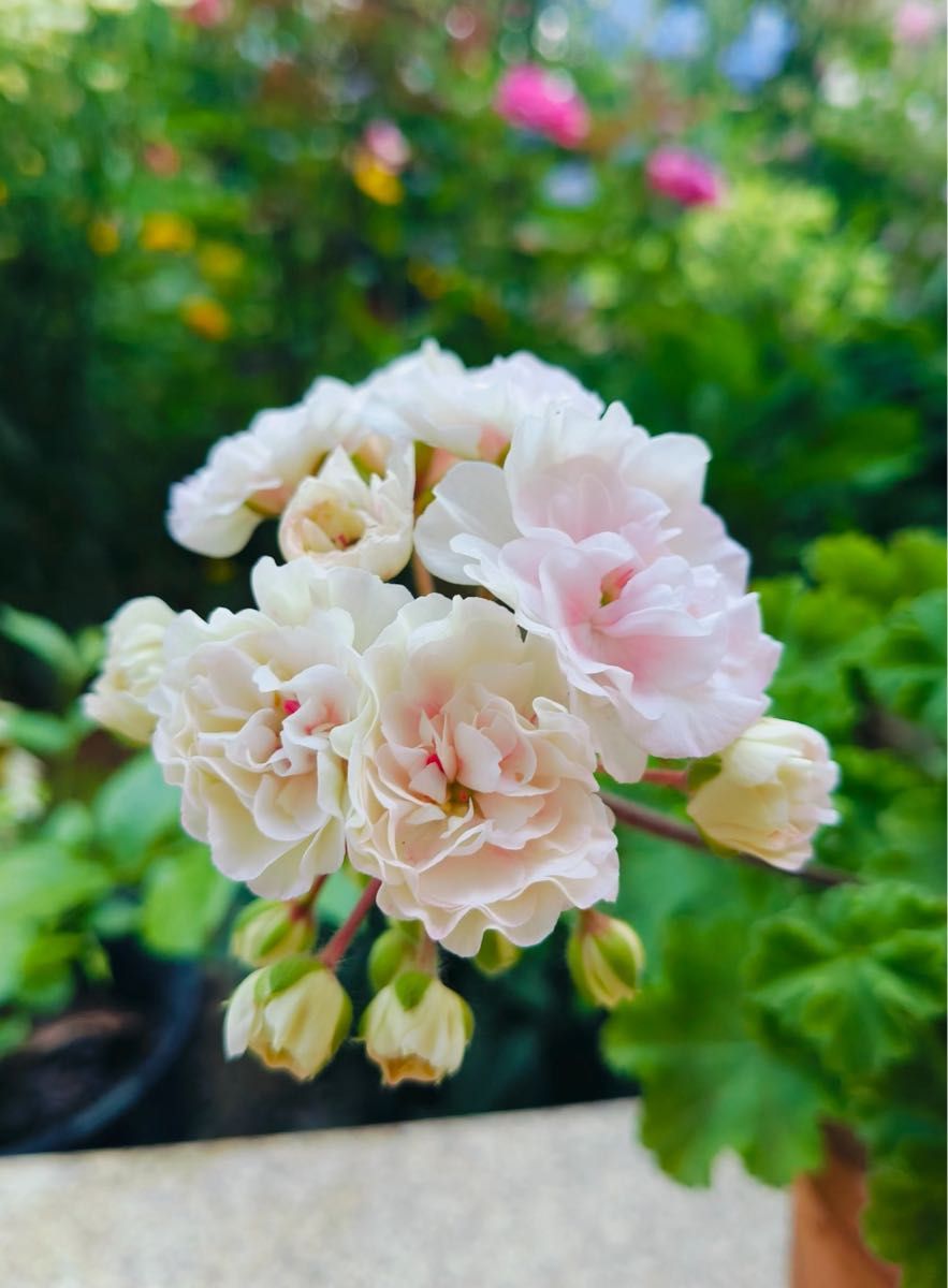 同捆珍しいゼラニウム大苗 ゼラニュームの苗｜タキイネット通販【公式