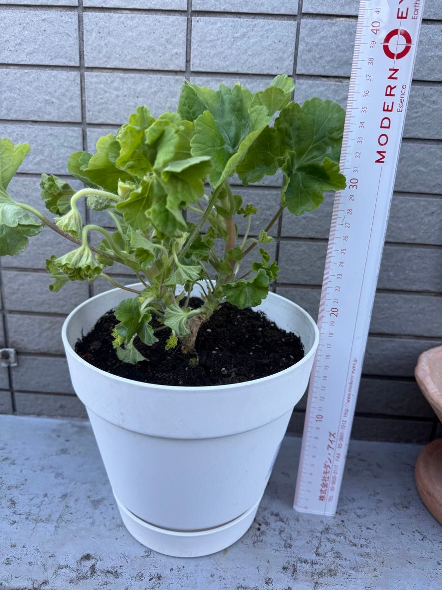 同捆珍しいゼラニウム大苗 ゼラニュームの苗｜タキイネット通販【公式