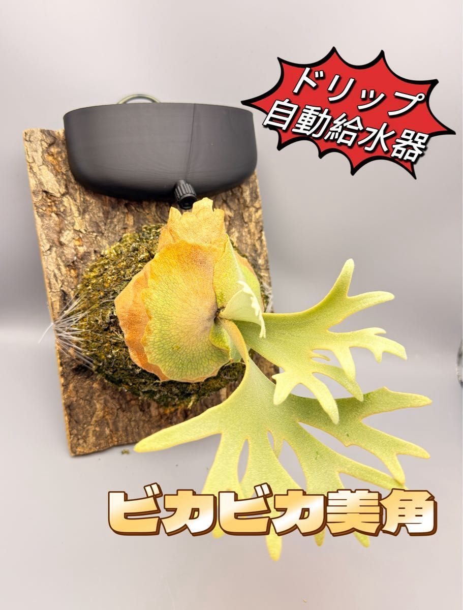 ビカクシダ 板付専用 ドリップ式掛け給水器 120ml｜Yahoo!フリマ（旧