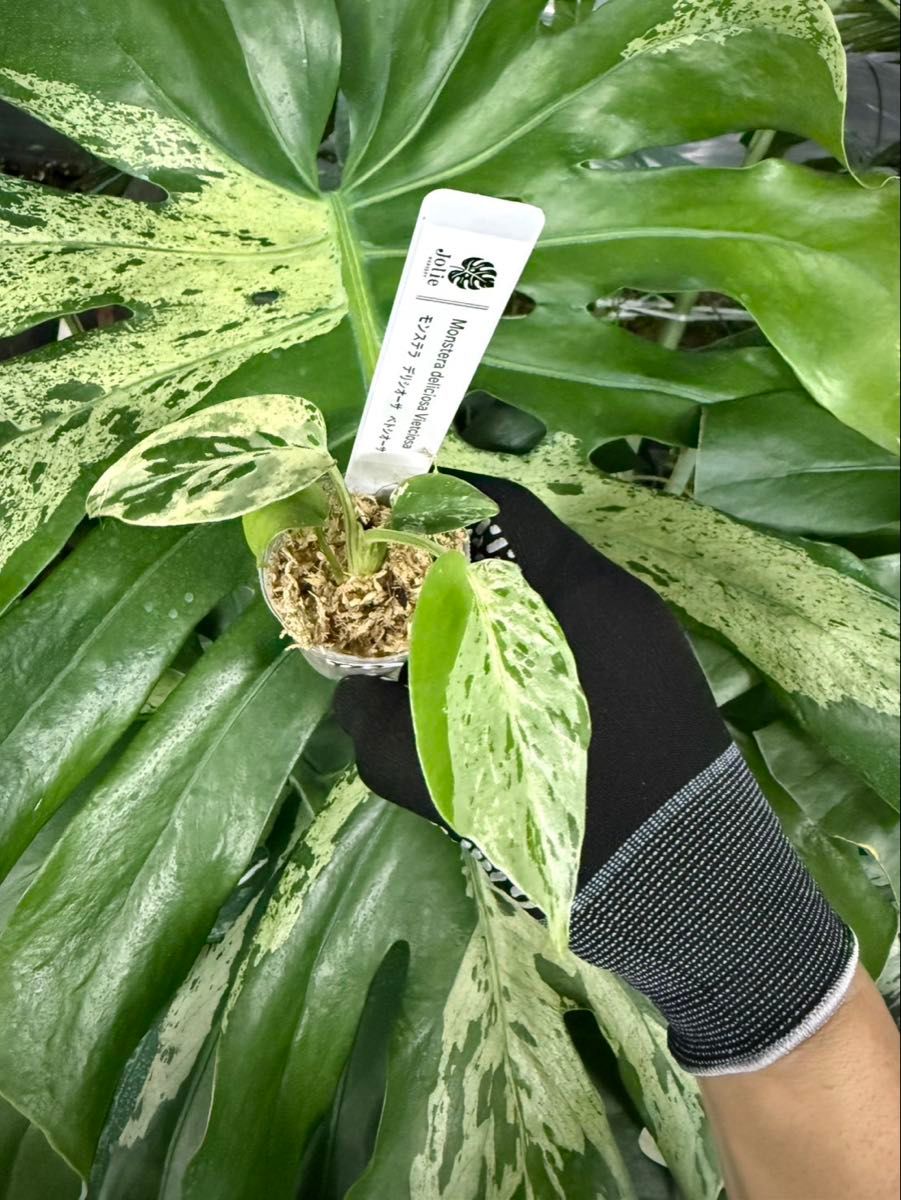 YZ3モンステラ デリシオーサ ベトシオーサ 2寸ポリポット ネコポス発送