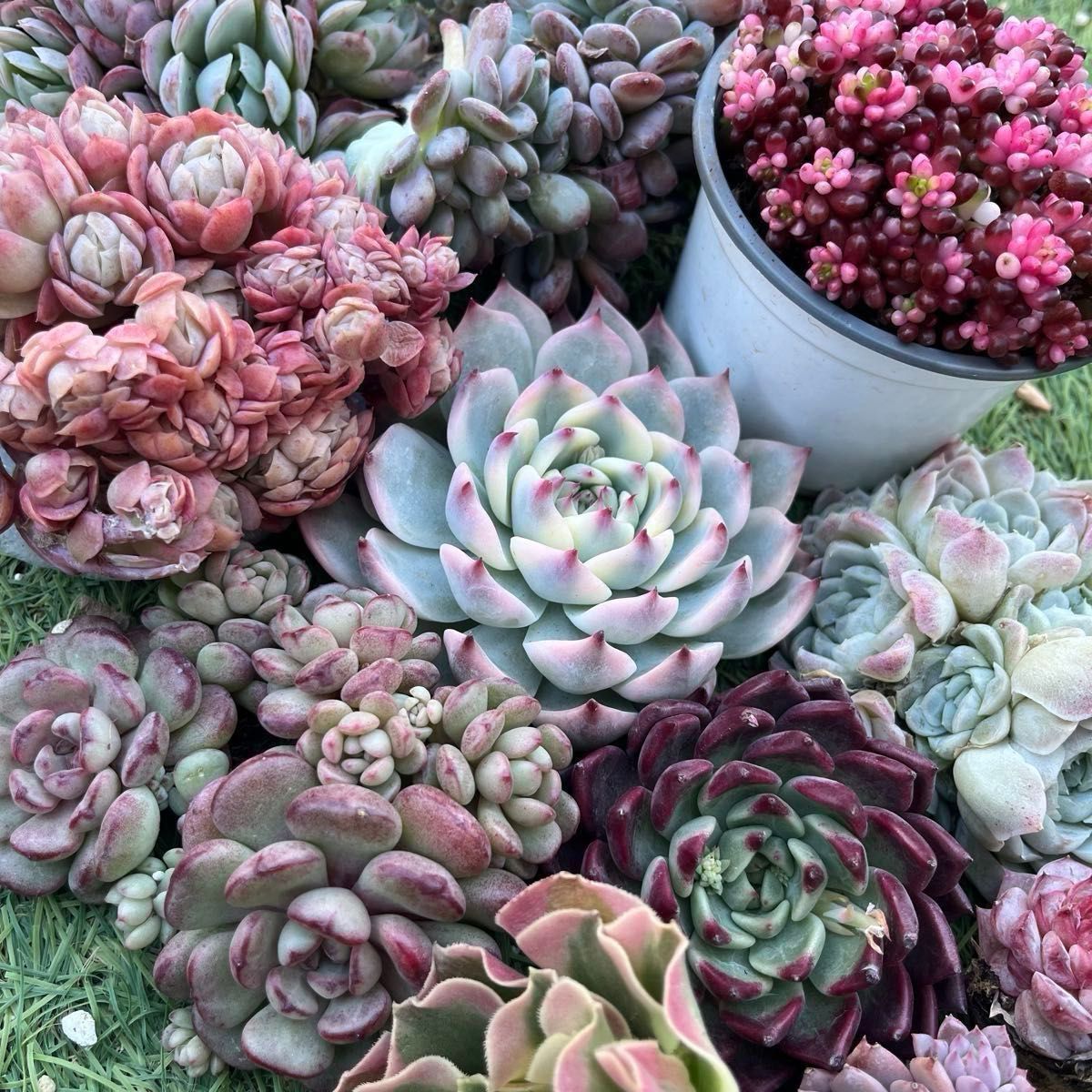 2026多肉たにゆ袋 豪華12苗｜Yahoo!フリマ（旧PayPayフリマ）