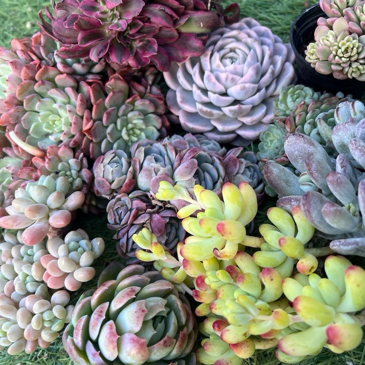 2026多肉たにゆ袋 豪華12苗｜Yahoo!フリマ（旧PayPayフリマ）