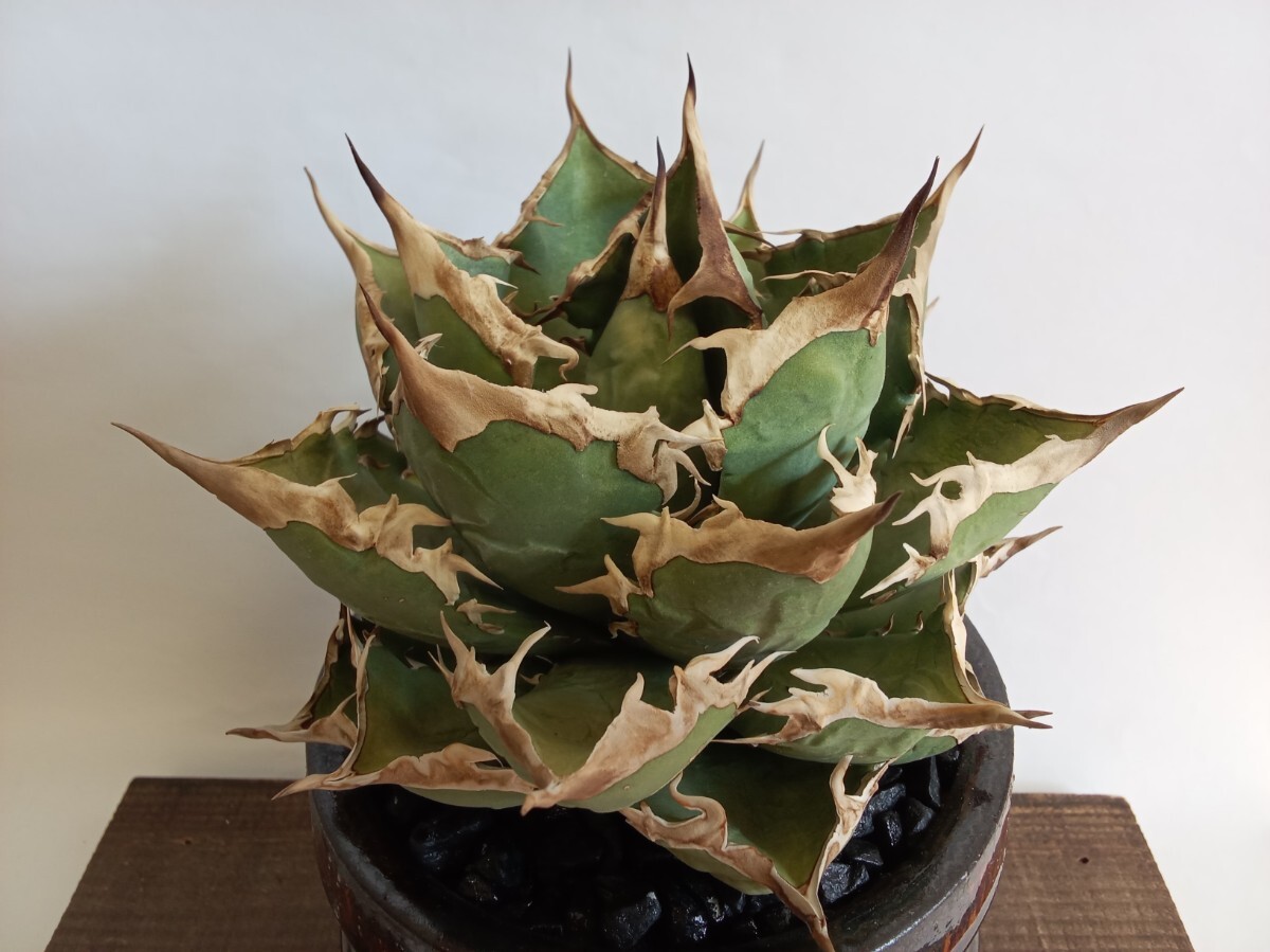 注文 アガベ チタノタ FO-076 Agave titanota ヨーロッパ株 発根済 良