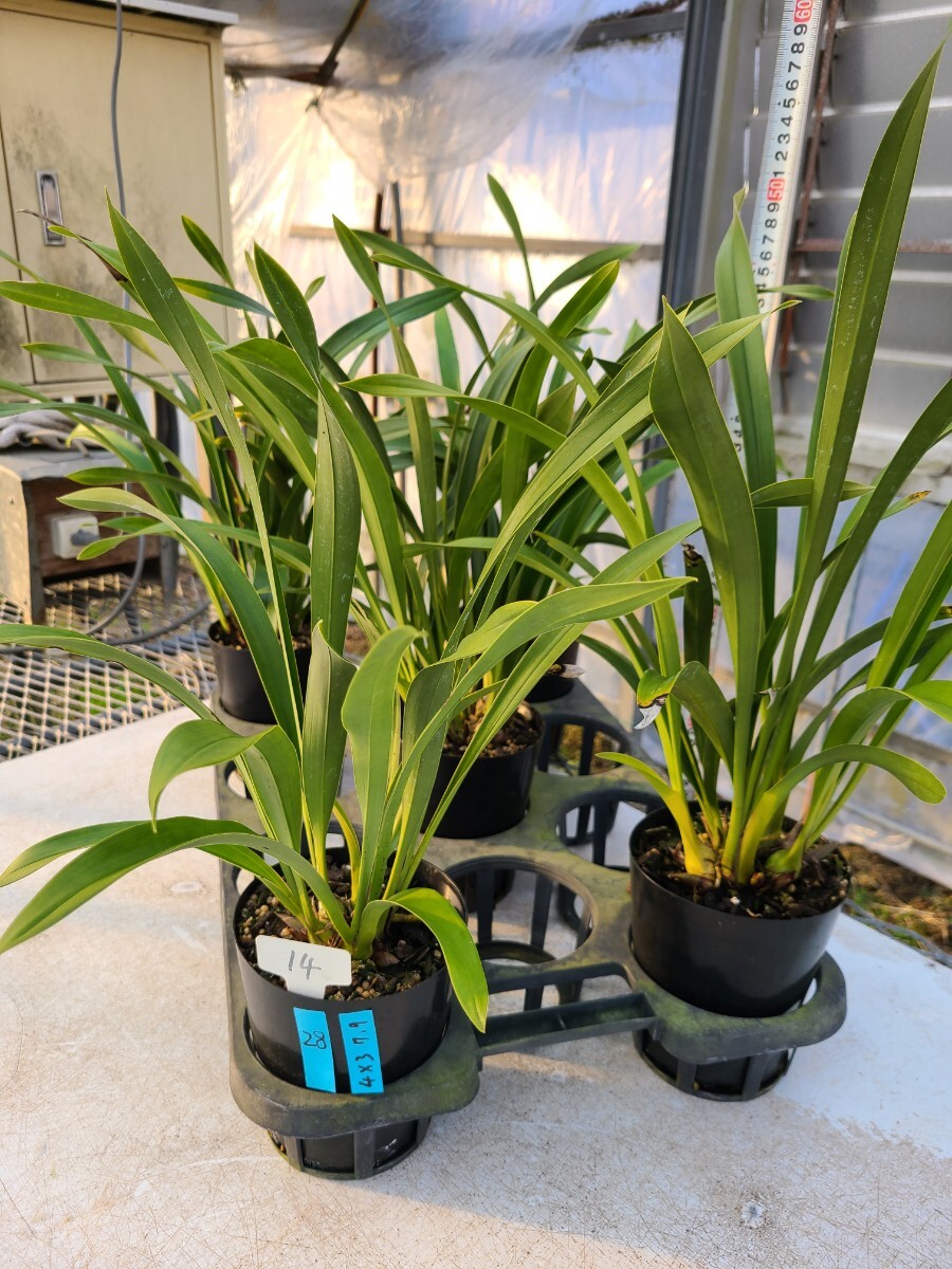 4寸。花芽合計28個。5鉢セット。ミスマフェット。蜜蜂誘引蘭。日本蜜蜂