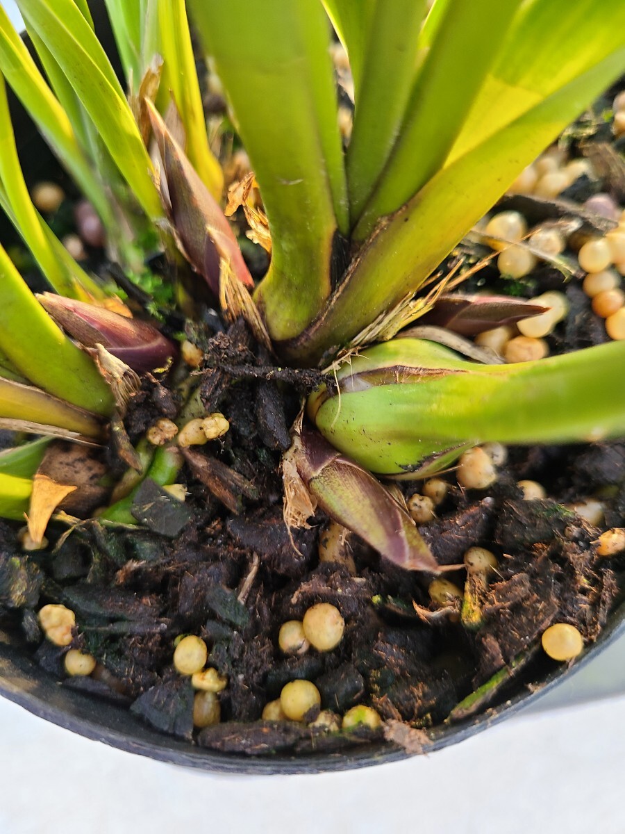 4寸。花芽合計28個。5鉢セット。ミスマフェット。蜜蜂誘引蘭。日本蜜蜂