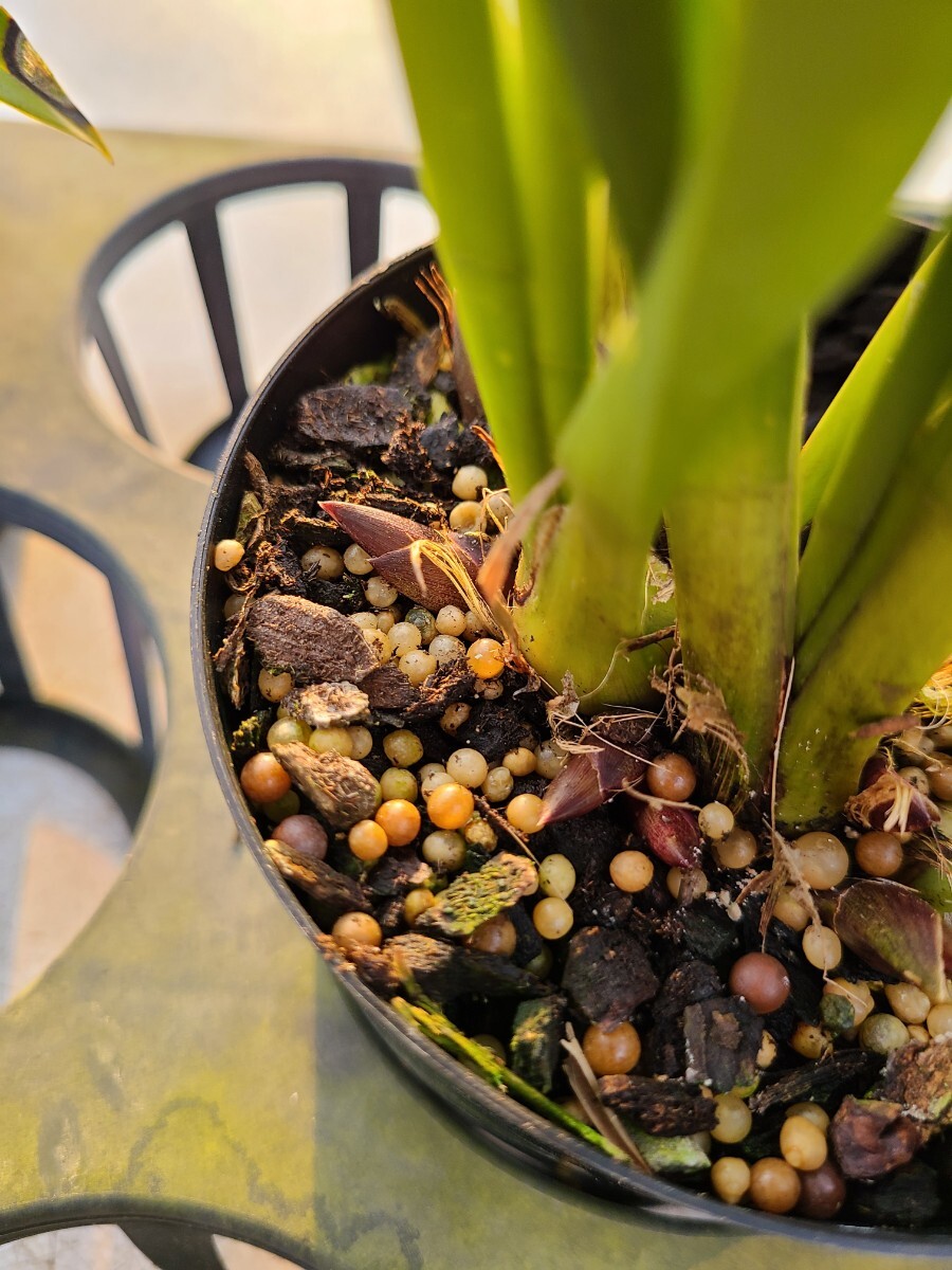 4寸。花芽合計28個。5鉢セット。ミスマフェット。蜜蜂誘引蘭。日本蜜蜂