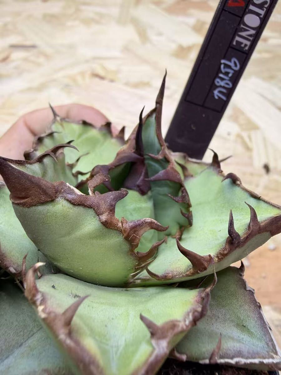 Pachypodium・namaquanum（パキポディウム・ナマクアナム）光堂の通販