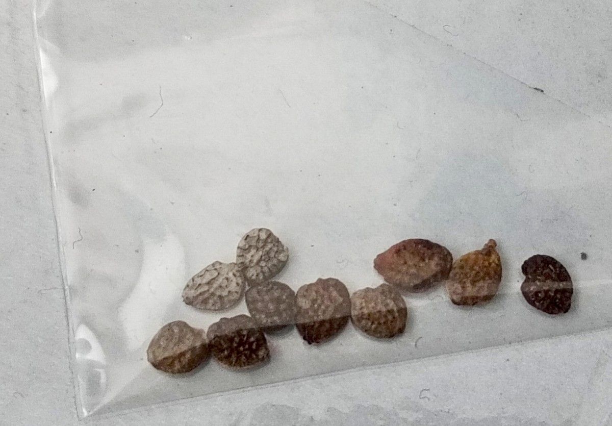 アデニア ペチュエリー 種子3粒｜Yahoo!フリマ（旧PayPayフリマ）