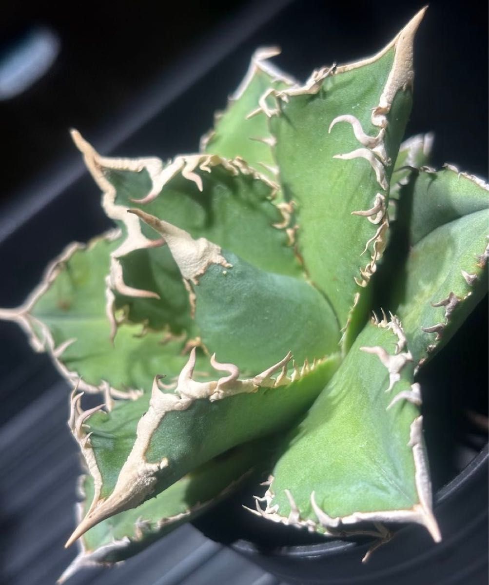 特出 アガベチタノタ大白鯊（極上株）S級激レアsuperホオジロザメ狂暴