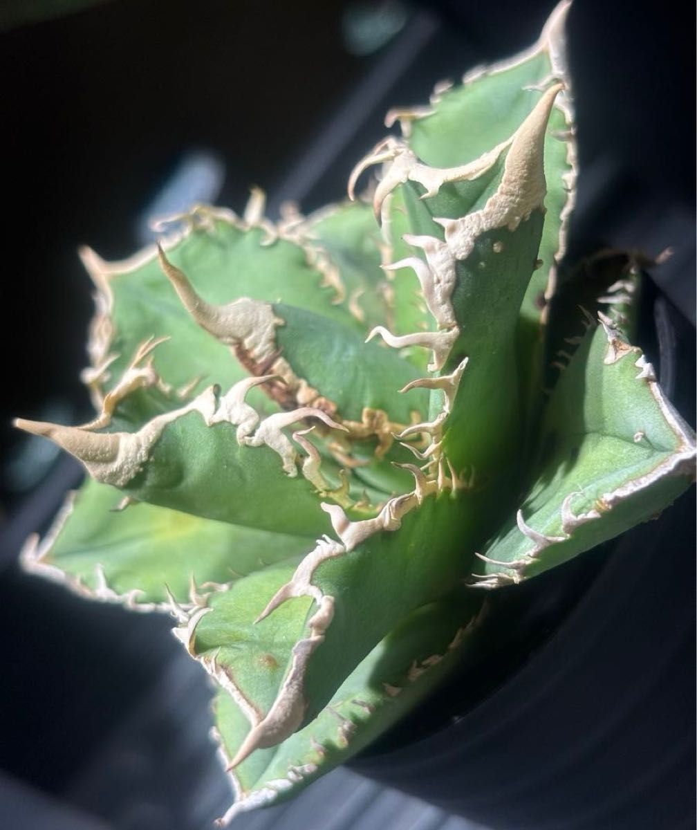 特出 アガベチタノタ大白鯊（極上株）S級激レアsuperホオジロザメ狂暴