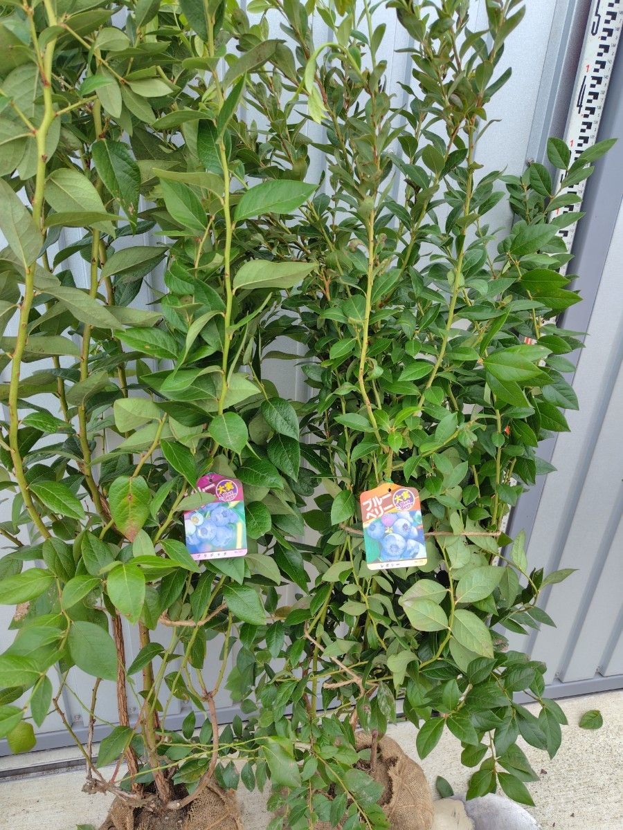 ブルーベリー苗ブリジッタ＆ミスティ大苗2本セット ブルーベリー苗