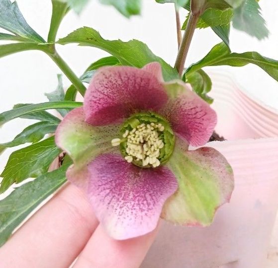 クリスマスローズ 苗 ピンク バイカラースポット 開花株 2個セット