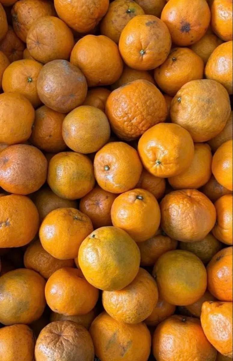 20 ポンカン 天草産 規格外 ご家庭用 箱込みで20kg以上 送料込み 箱は