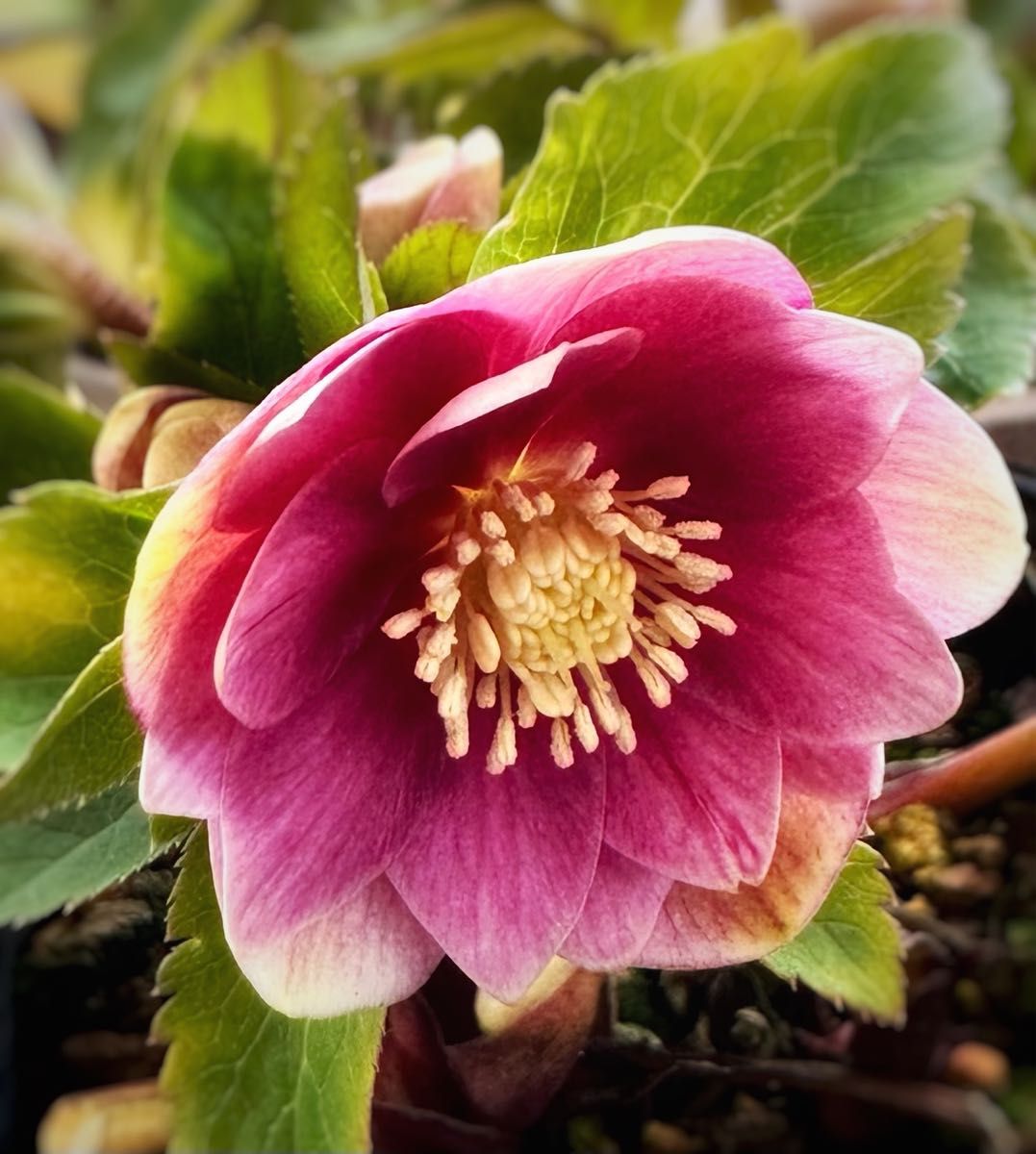 クリスマスローズ ノスタルジアdd 交配苗 大木ナーサリー｜Yahoo