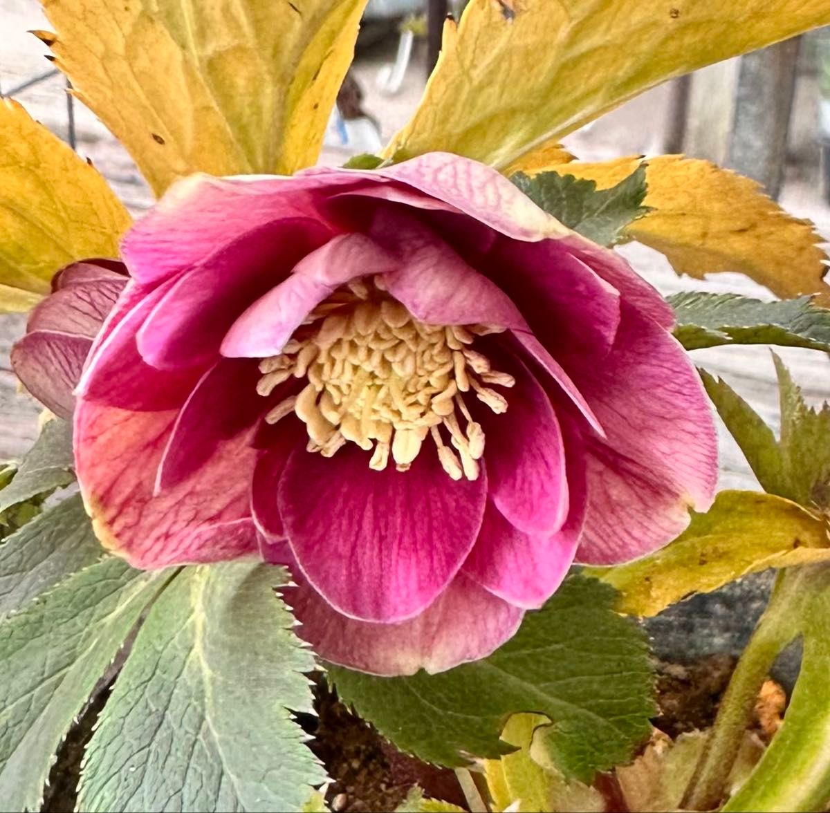 クリスマスローズ ノスタルジアdd 交配苗 大木ナーサリー｜Yahoo