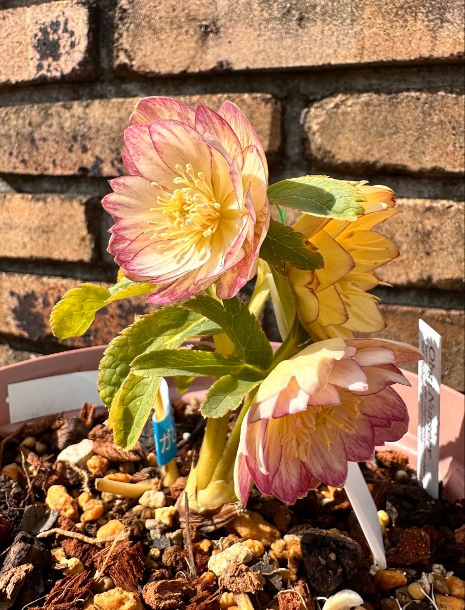 クリスマスローズ 小苗 DD蜃気楼×SD蜃気楼 クリスマスローズ 小苗 DD