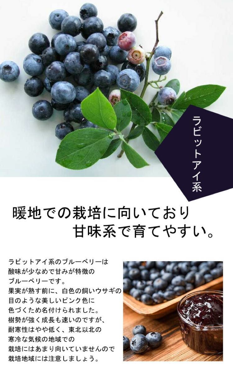 BB-37 ブルーベリー 穂木 挿木 挿し木 剪定枝 ベッキーブルー プレミア