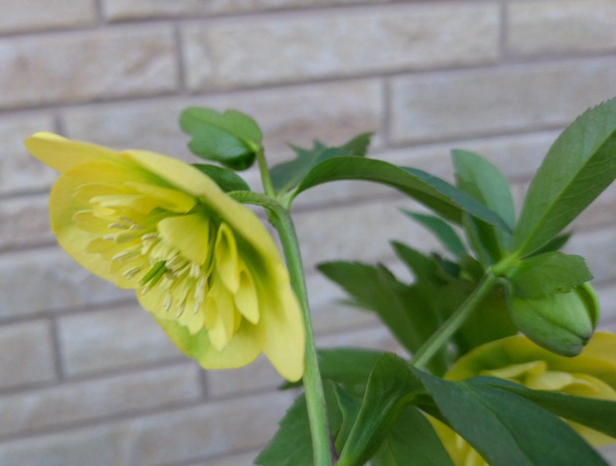 良花】大和園様 クリスマスローズ SD セミダブル イエロー 開花株