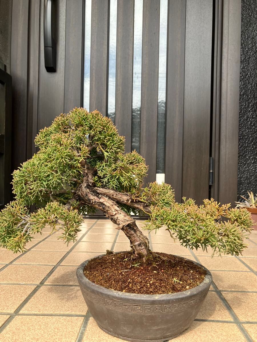真柏糸魚川盆栽 極上素材 超大特価 早いもの勝ち｜Yahoo!フリマ（旧