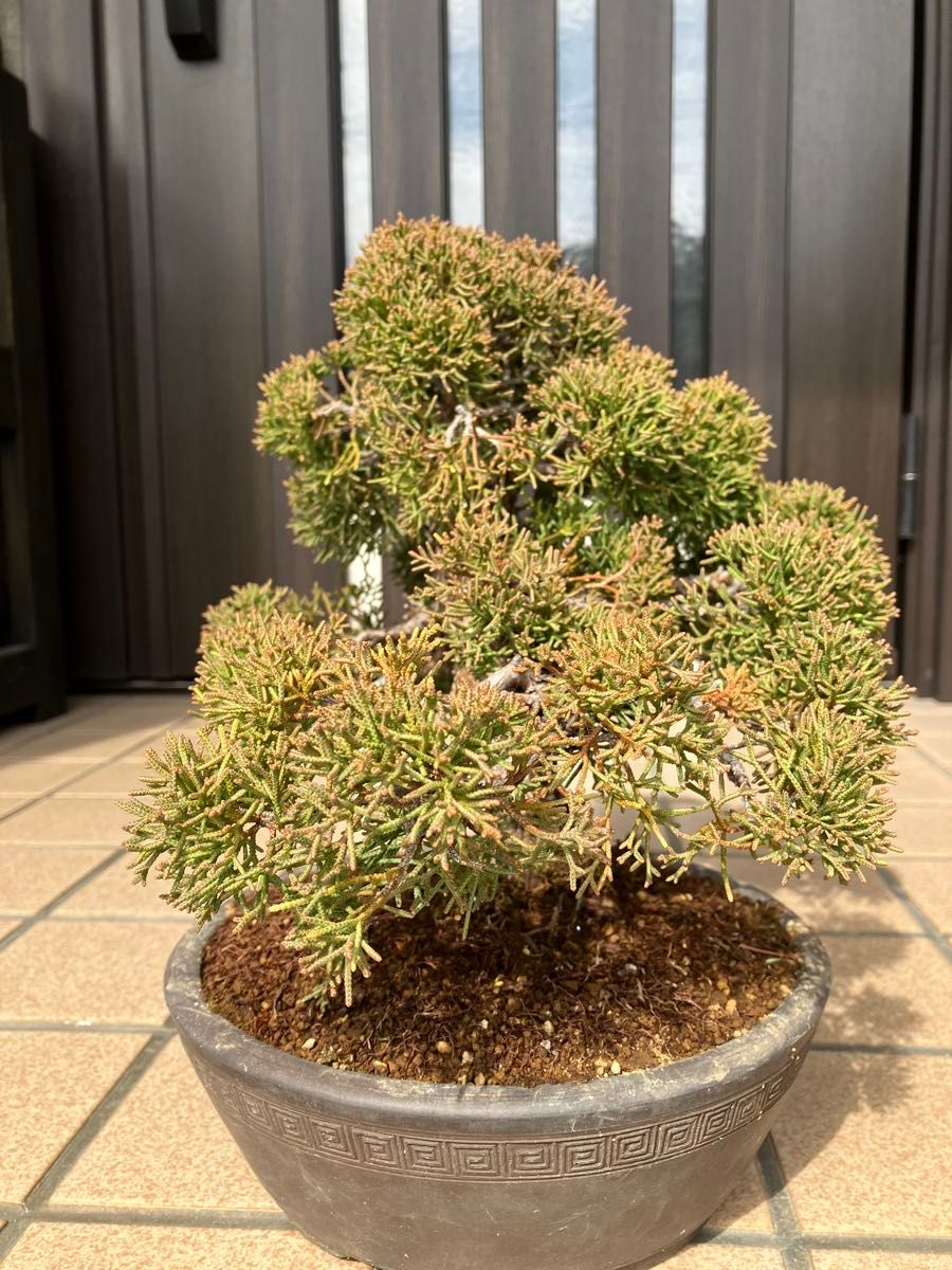 真柏糸魚川盆栽 極上素材 超大特価 早いもの勝ち｜Yahoo!フリマ（旧