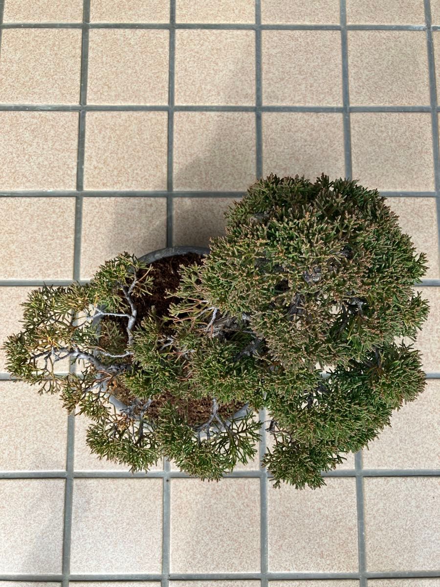 真柏糸魚川盆栽 極上素材 超大特価 早いもの勝ち｜Yahoo!フリマ（旧