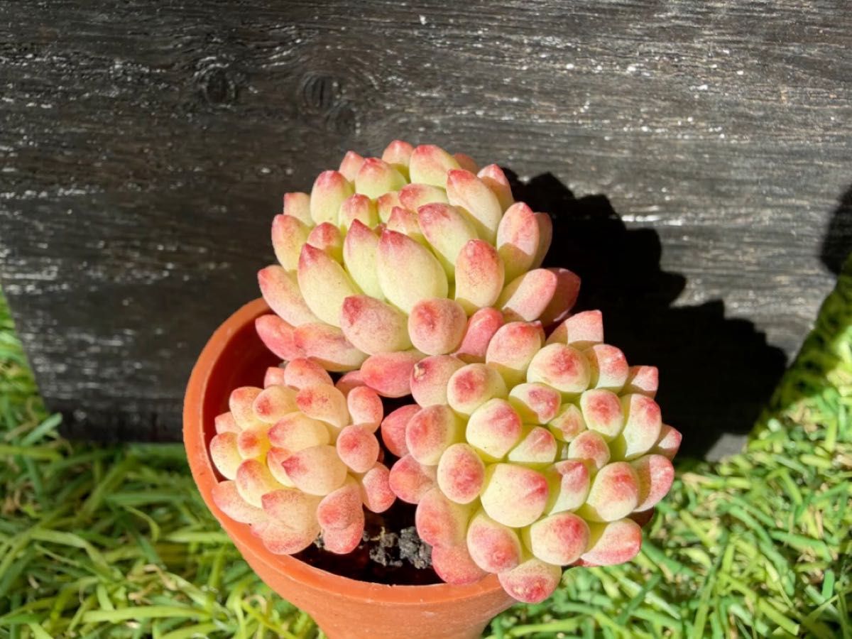 多肉植物・塊根植物フィギュア XS サイズ 6体セット｜Yahoo!フリマ（旧