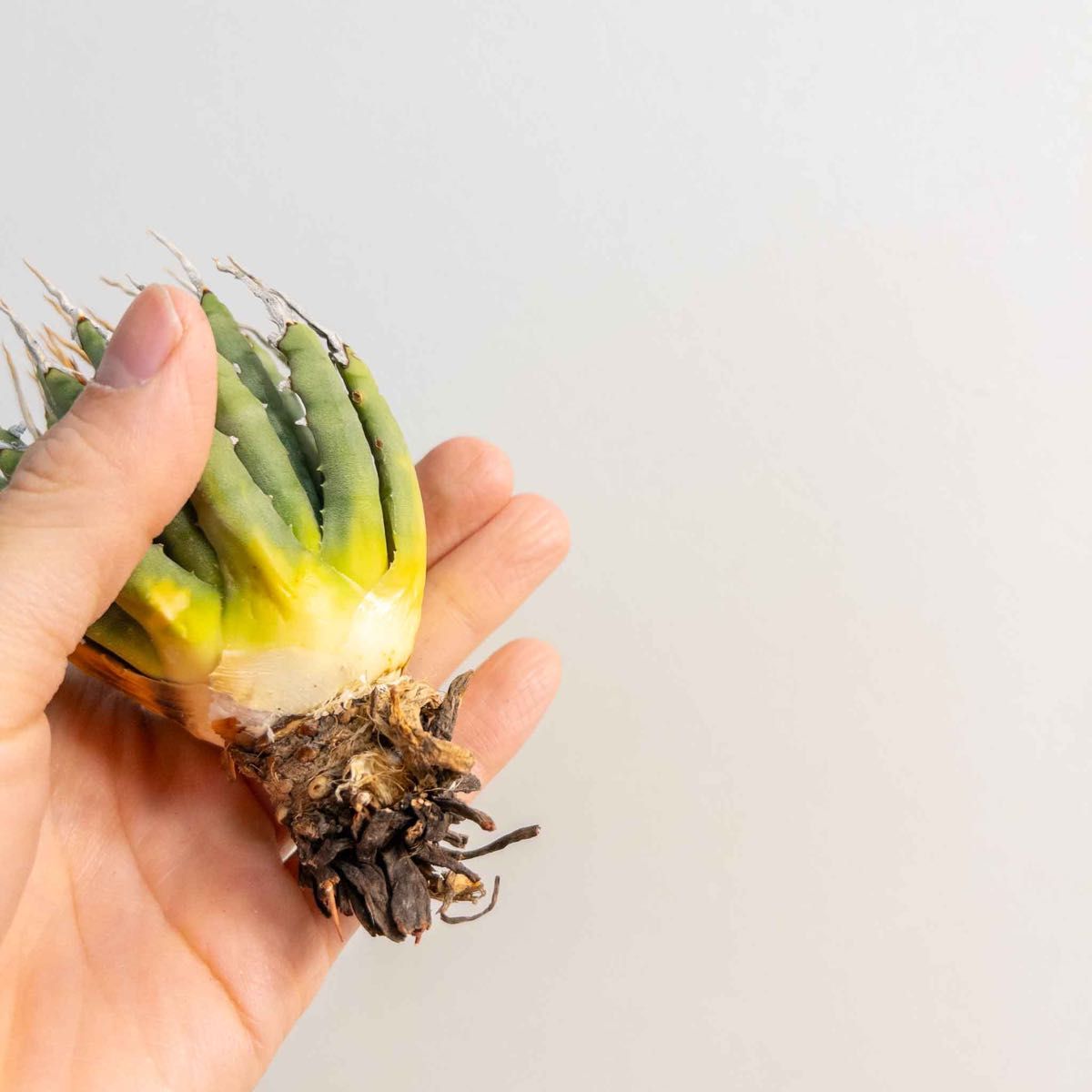 40 ユタエンシス エボリスピナ 現地株 ベアルート 陽炎 アガベ｜Yahoo