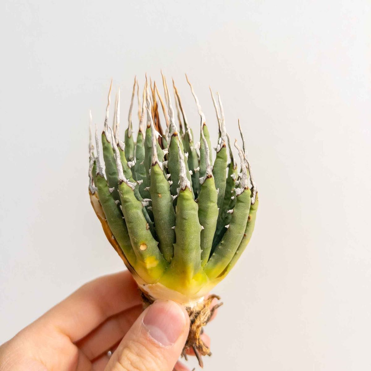 40 ユタエンシス エボリスピナ 現地株 ベアルート 陽炎 アガベ｜Yahoo