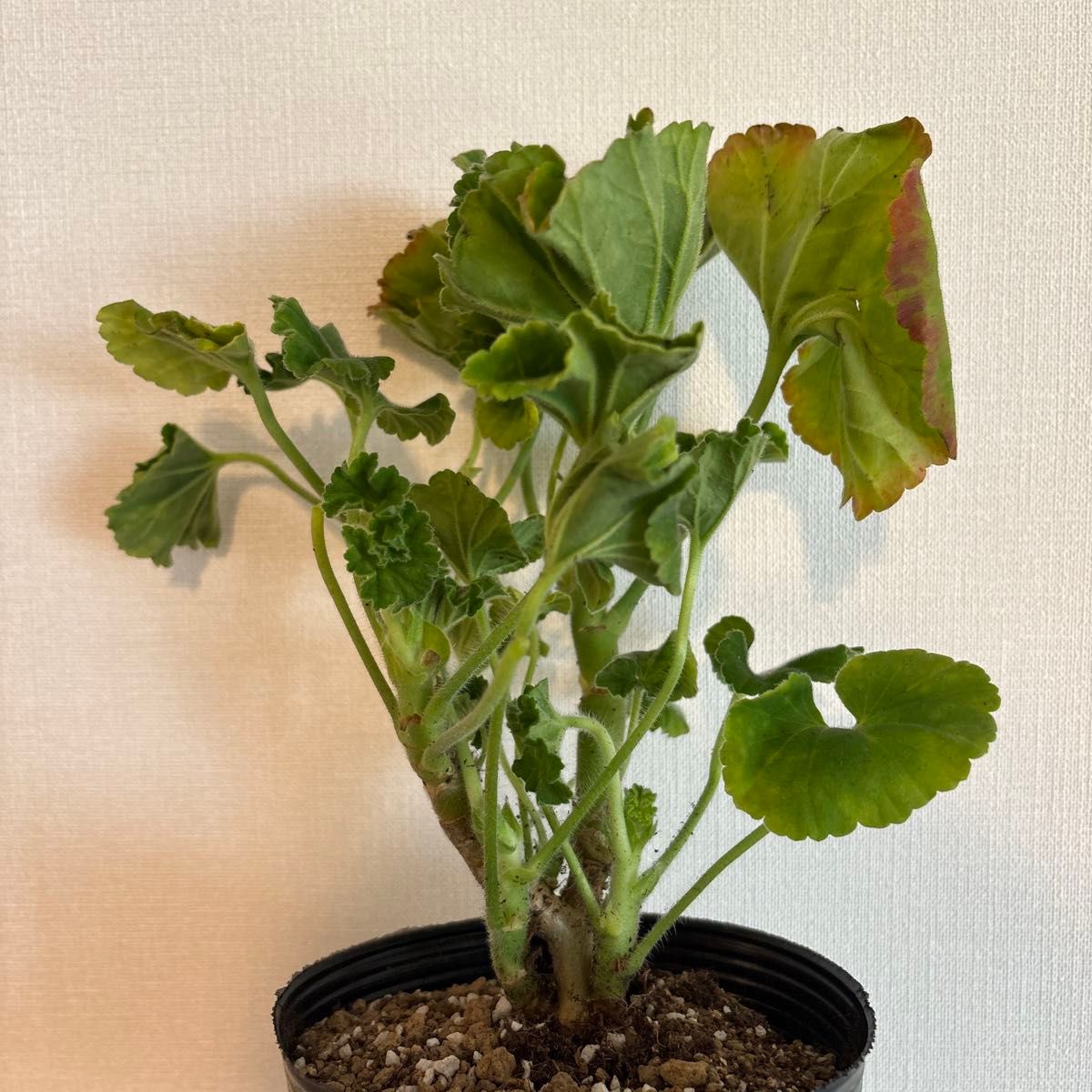 日本初ゼラニウム 希少品種ゼラニウム 日本初ゼラニウム 希少品種