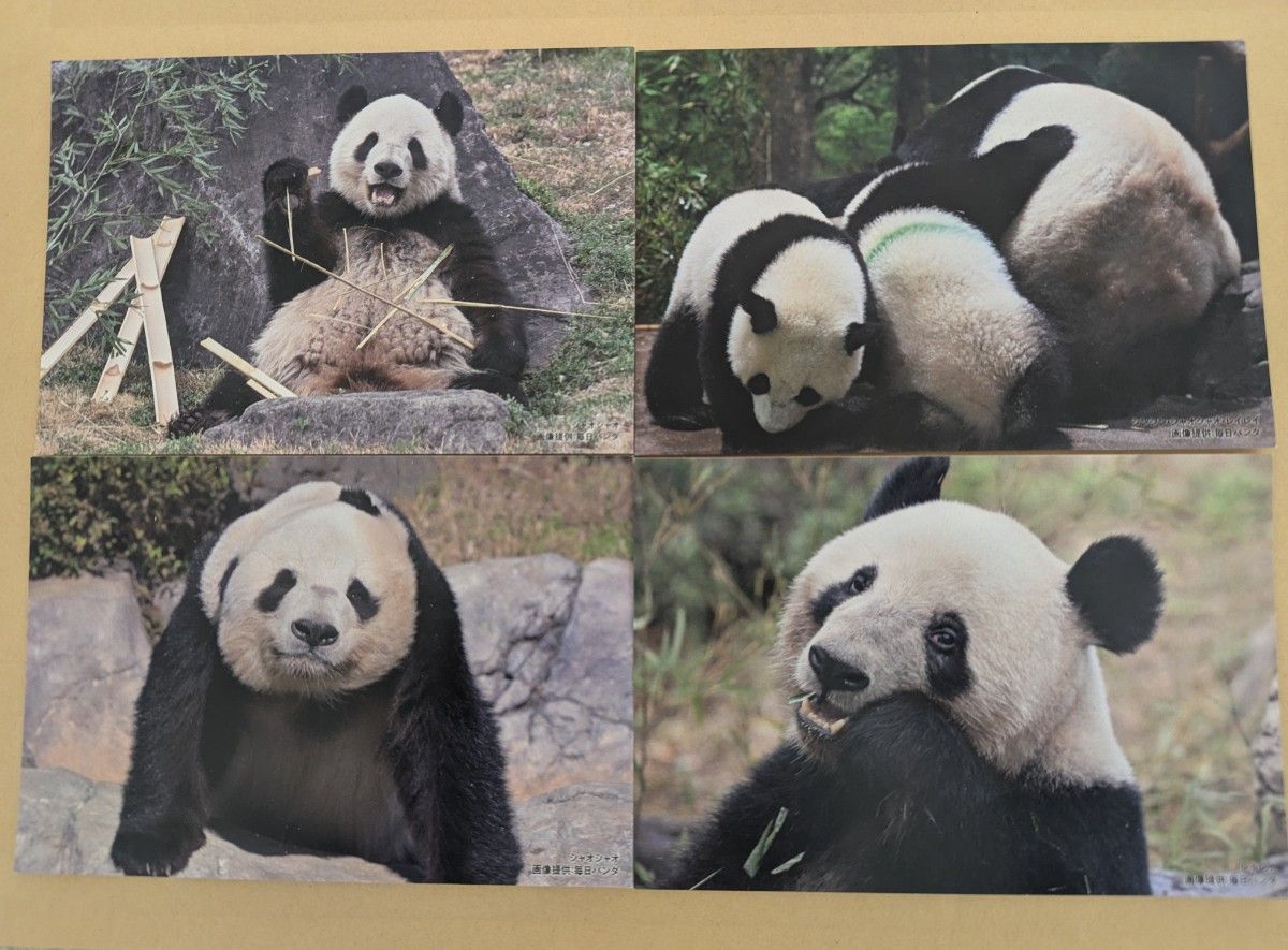 上野 松坂屋 シャオシャオ レイレイ毎日パンダさんの双子の思い出