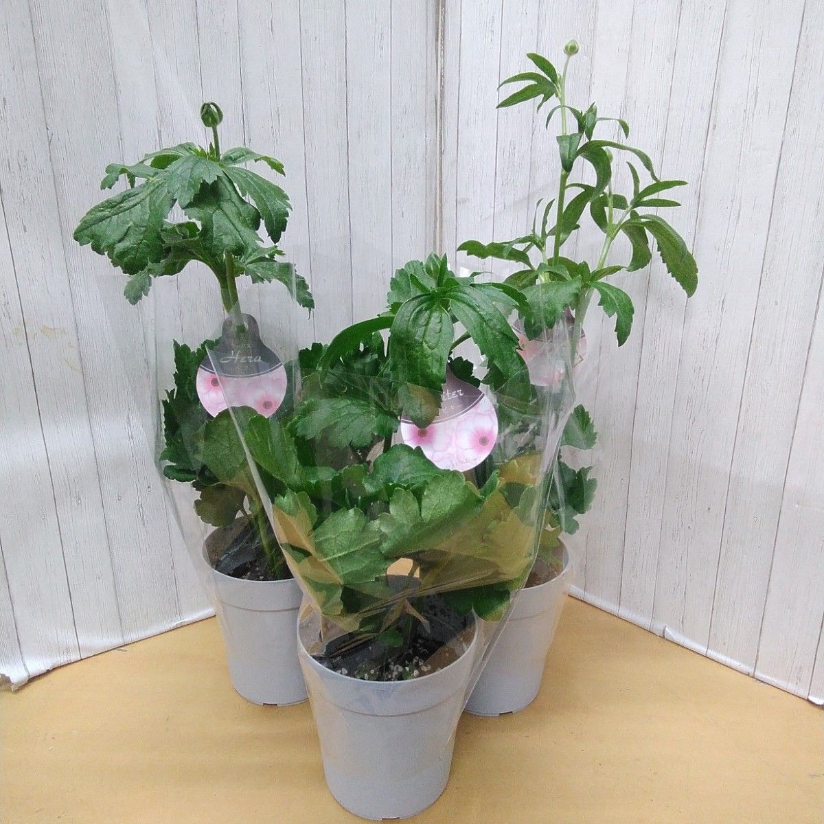 超お買い得 ラナンキュラス ラックス 4号鉢 12個セット｜Yahoo!フリマ