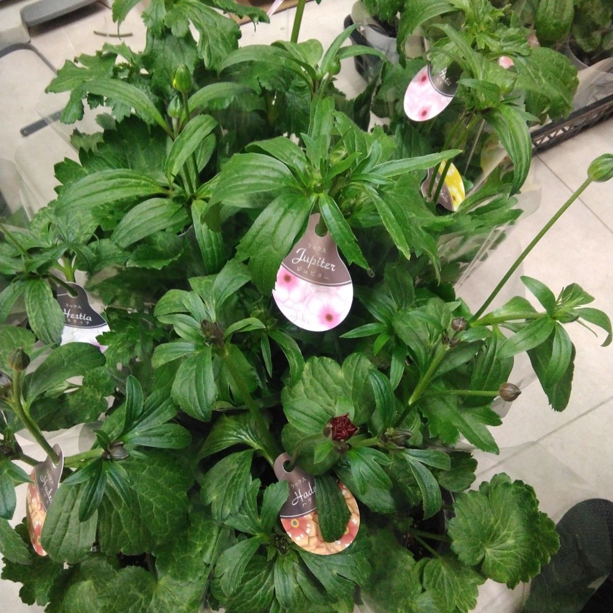 超お買い得 ラナンキュラス ラックス 4号鉢 12個セット｜Yahoo!フリマ