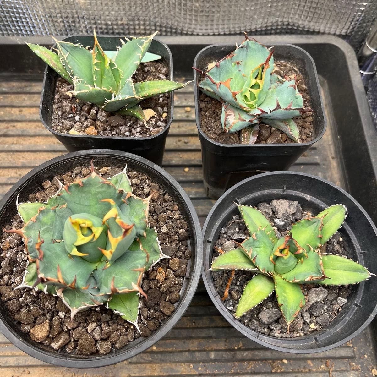 アガベ チタノタ 子株セット｜Yahoo!フリマ（旧PayPayフリマ）