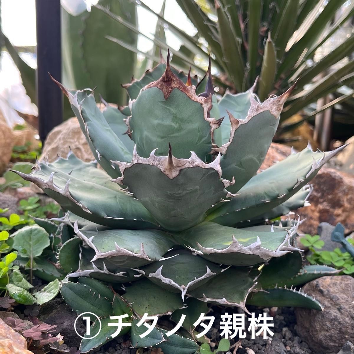 アガベ チタノタ 子株セット｜Yahoo!フリマ（旧PayPayフリマ）