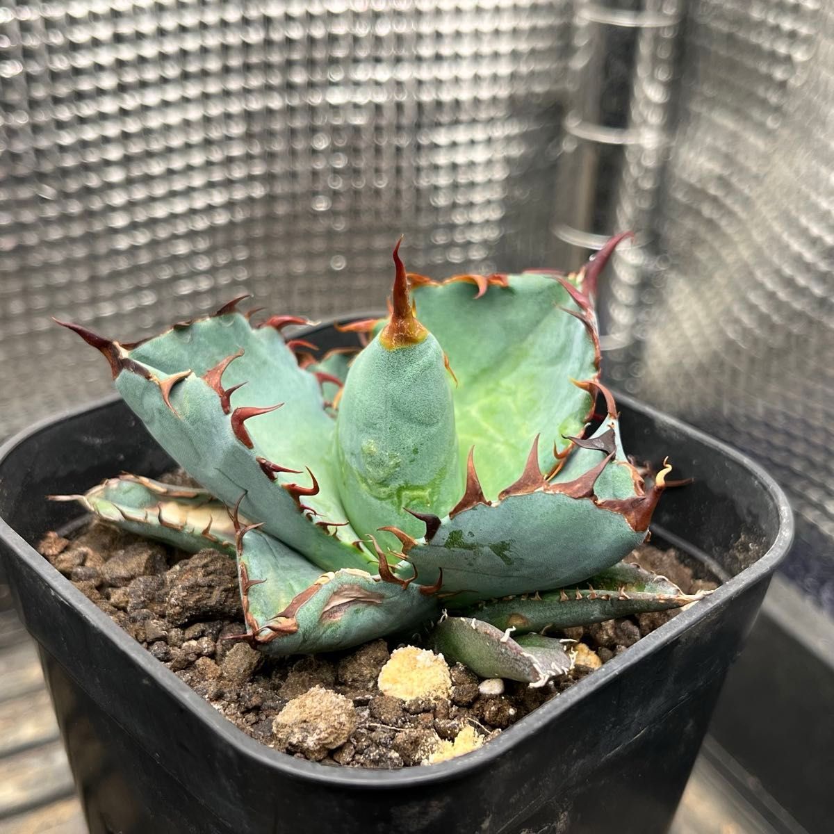 アガベ チタノタ 子株セット｜Yahoo!フリマ（旧PayPayフリマ）