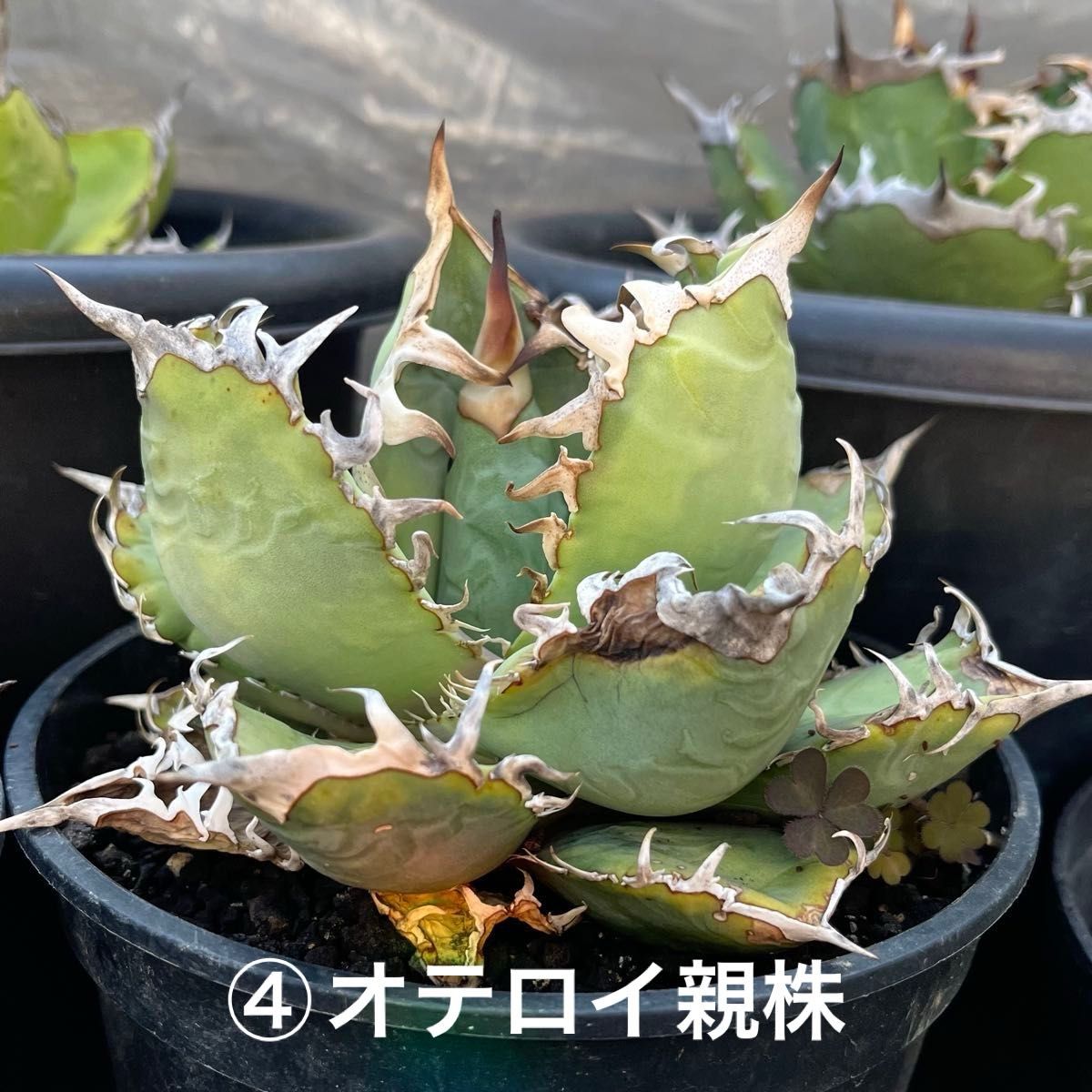 アガベ チタノタ 子株セット｜Yahoo!フリマ（旧PayPayフリマ）