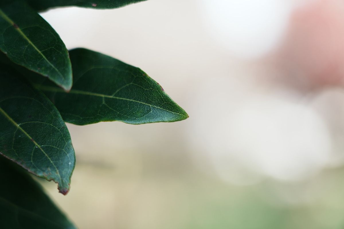 プロが選ぶ旅行最適レンズ SONY SEL24105G 美品 万能レンズ 579｜Yahoo