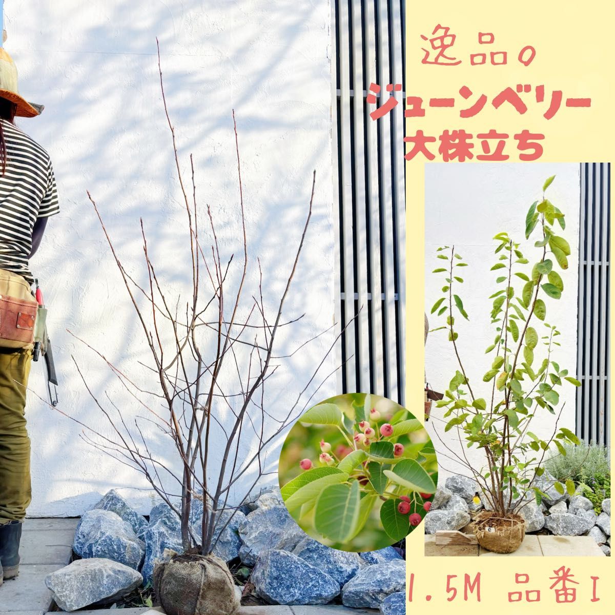 逸品 ジューンベリー大株立ち1 5M(鉢底から)品番I｜Yahoo!フリマ（旧