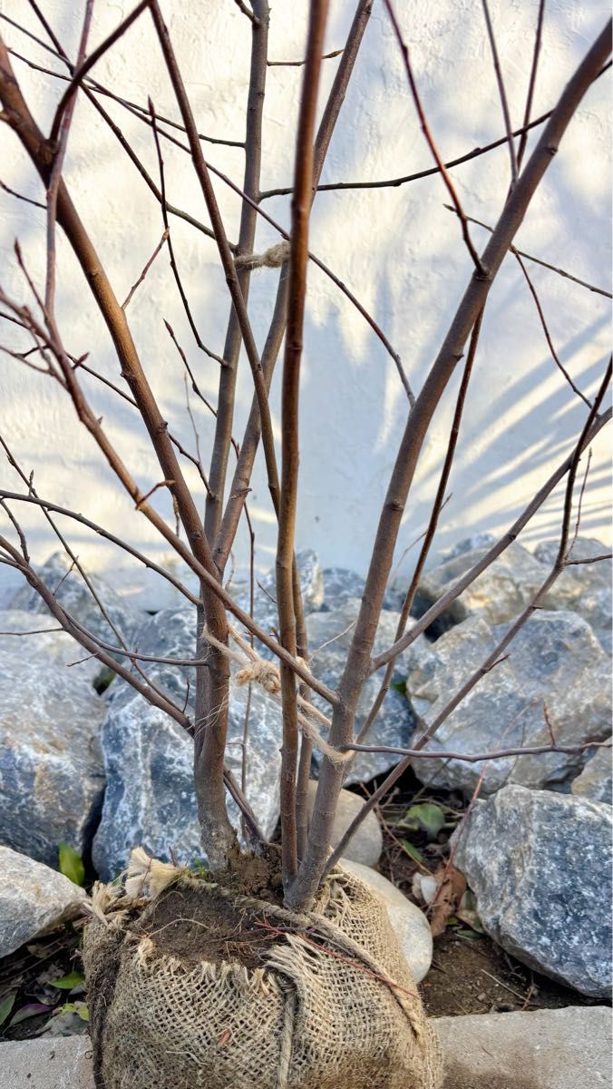 逸品 ジューンベリー大株立ち1 5M(鉢底から)品番I｜Yahoo!フリマ（旧