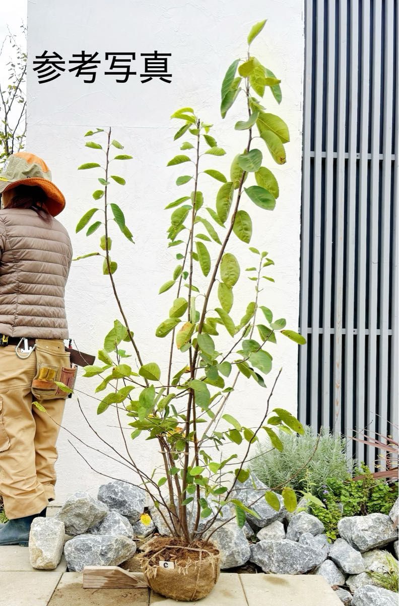 逸品 ジューンベリー大株立ち1 8M(鉢底から)品番J｜Yahoo!フリマ（旧