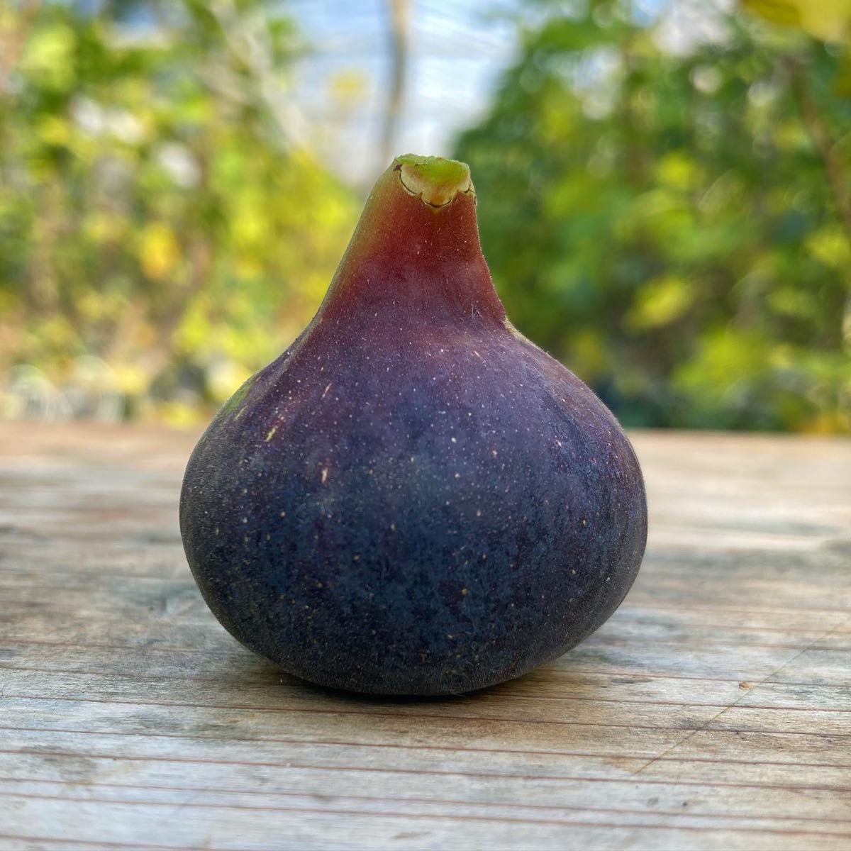 Mallorca Black 穂木 イチジク｜Yahoo!フリマ（旧PayPayフリマ）