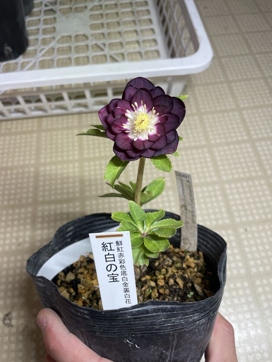 多弁リバーシブルdd クリスマスローズ 開花株 加藤農園 苗 現品 匿名