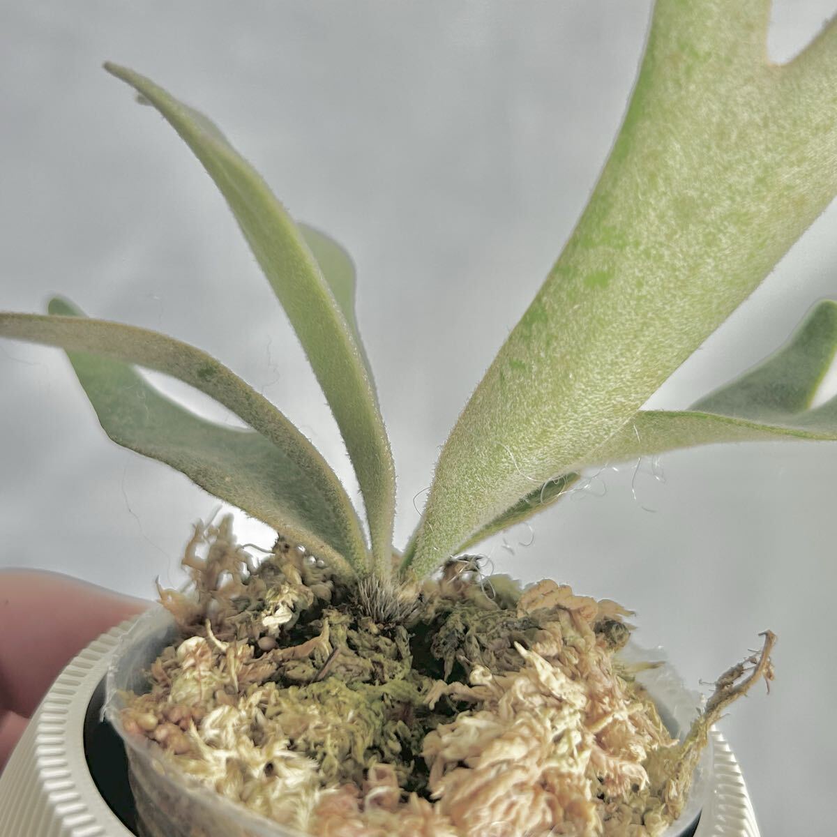 P wilinckii Golden Boy spore【95】｜Yahoo!フリマ（旧PayPayフリマ）
