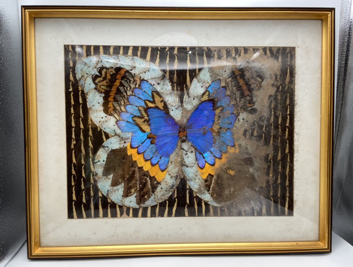 Yahoo!オークション - モルフォ蝶 ブルー 蝶画 羽細工 絵画 本物の蝶