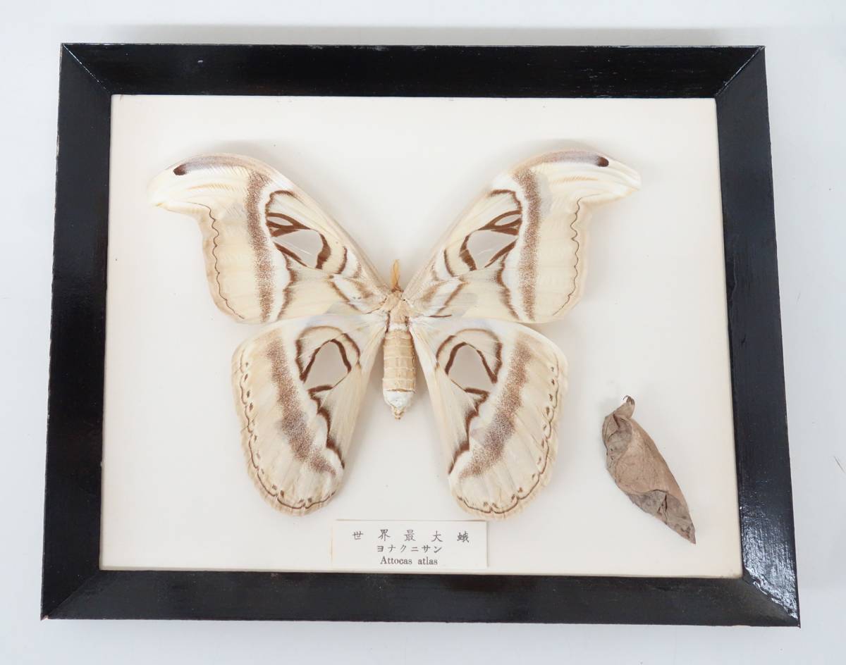 Yahoo!オークション - レトロ コレクション 世界最大の蛾 ヨナグニサン