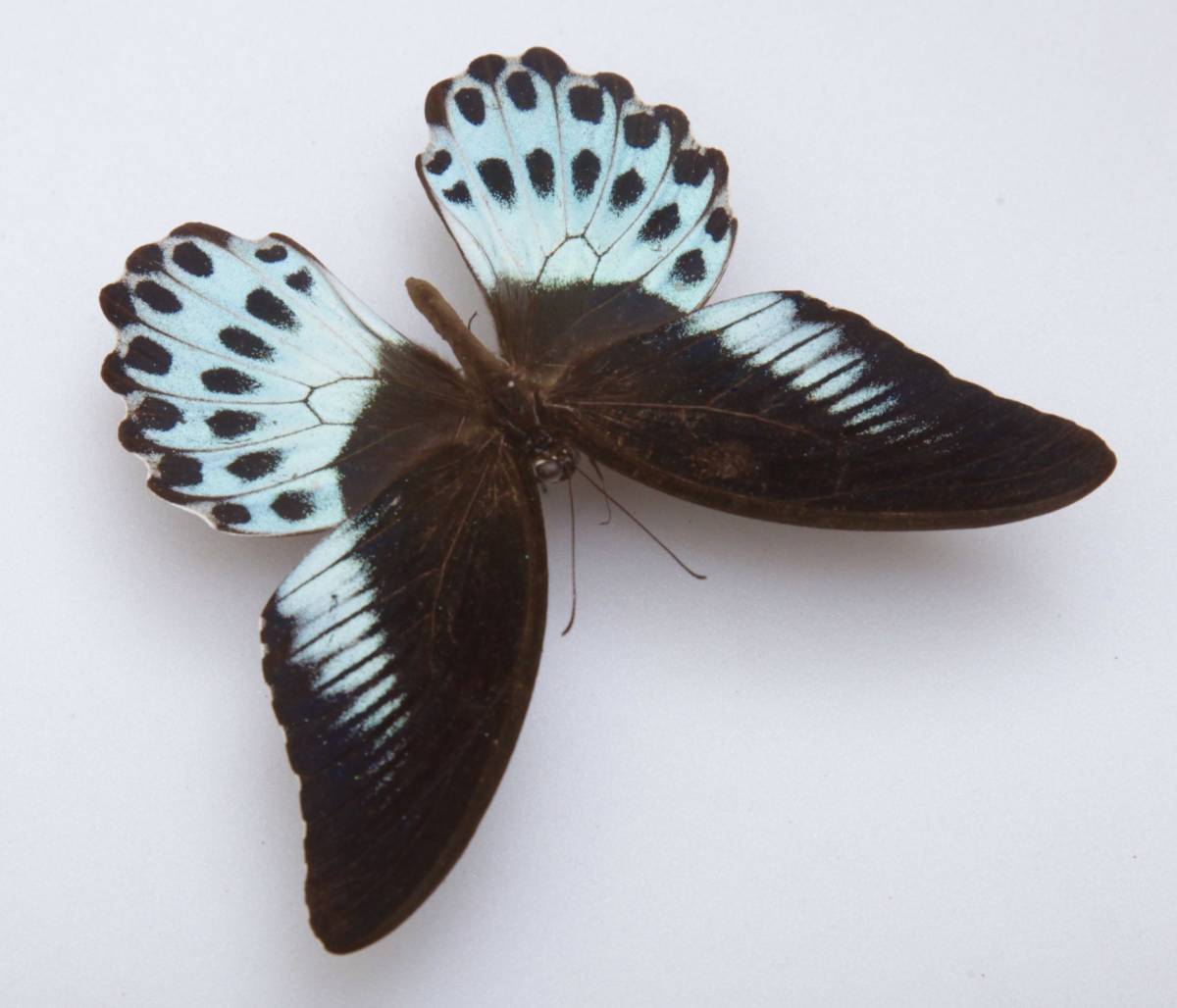 Yahoo!オークション - 外国産蝶標本 テンジクアゲハ A-♂ インド 産